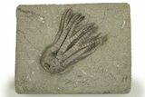 Fossil Crinoid (Sarocrinus) - Crawfordsville, Indiana #310189-1